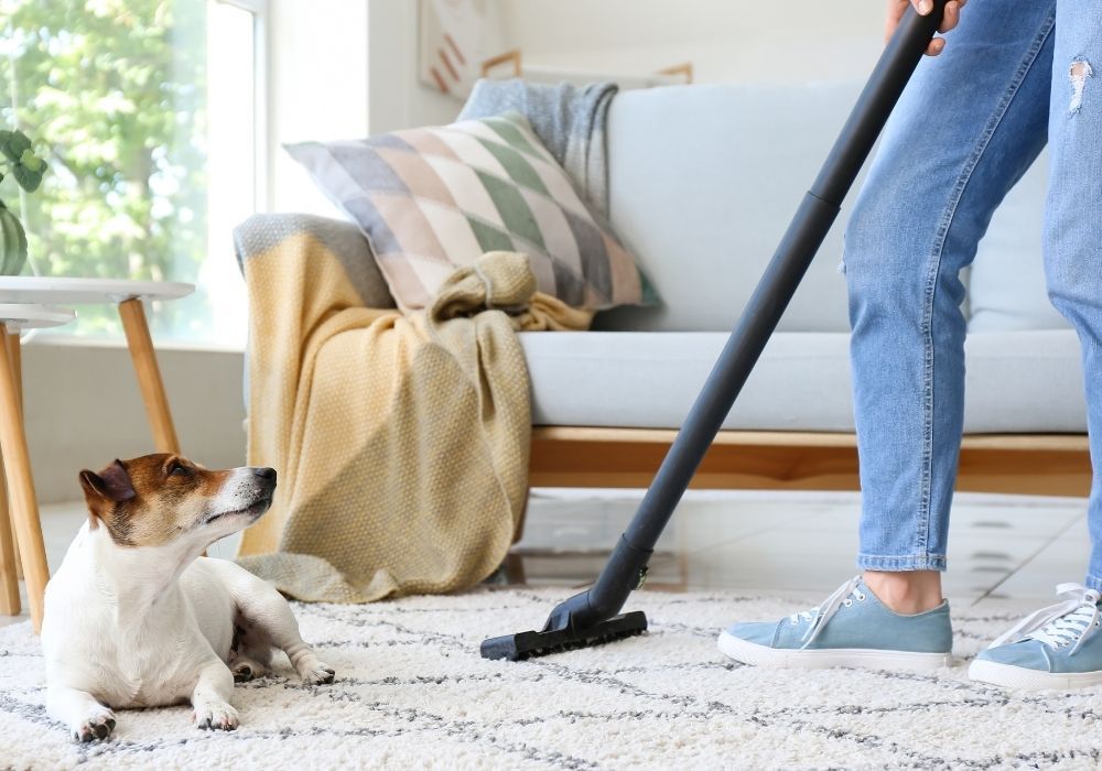 Preventing Pet Territory Marking (on YOUR carpets, furniture, rugs!!