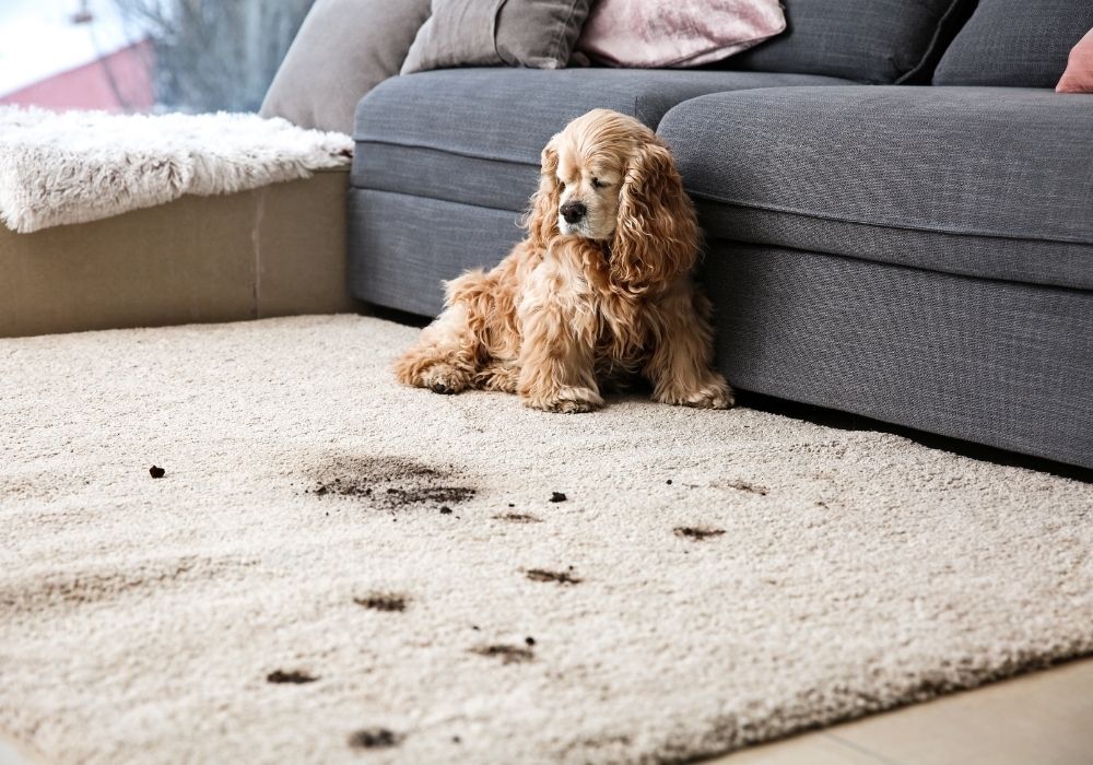 Woofie….Best Friend and Worst Nightmare!
